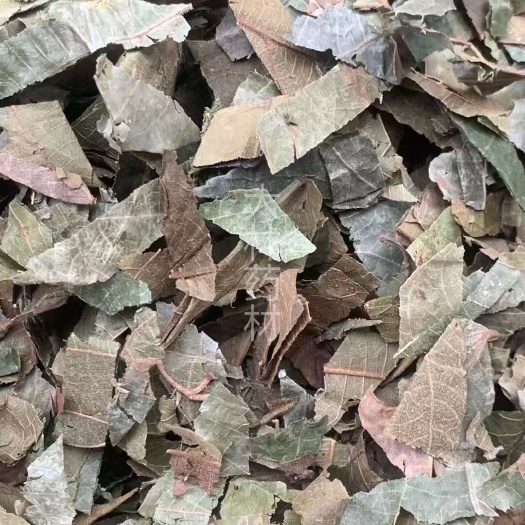 长期供应｛布渣叶｝可批量可零售量大从优【包邮】
