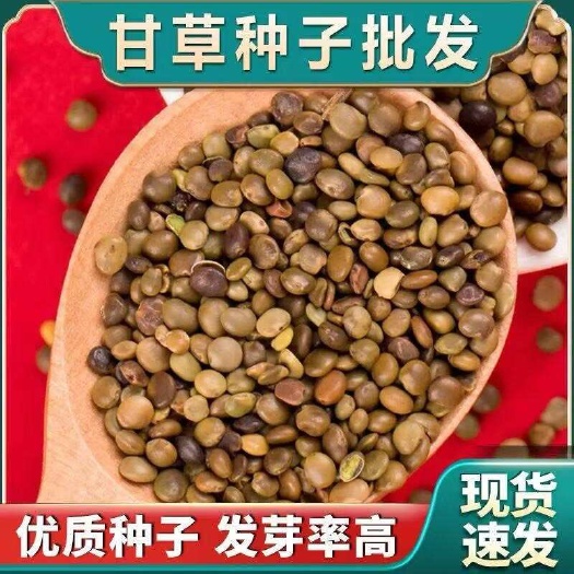 安国市甘草种子 高含量红皮甘草籽 耐寒耐旱 适应能力强 种植好管理