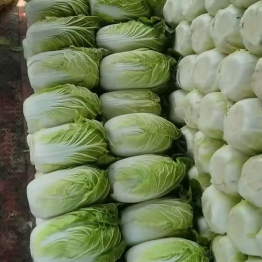 万亩黄心大白菜大量上市，各种包装，散装净菜，半毛