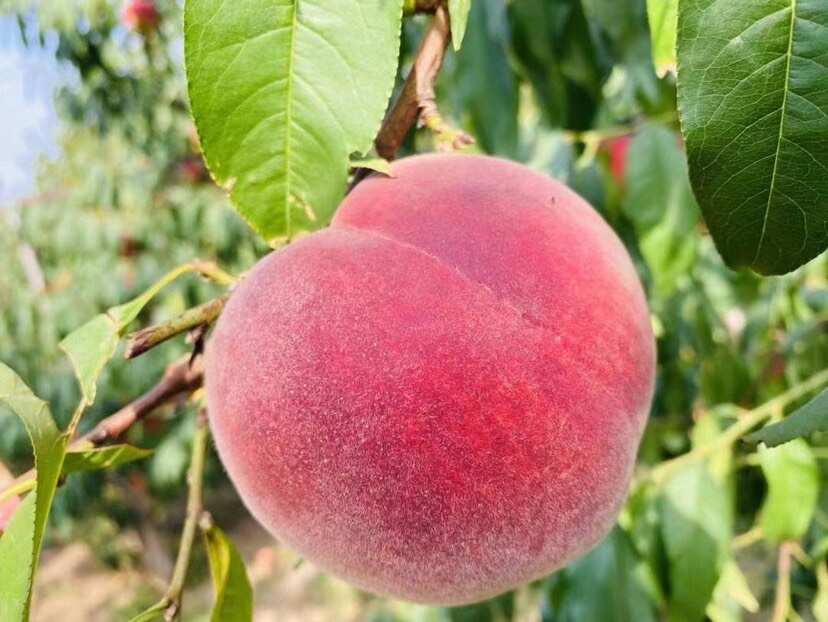 桃树苗  供应一年以上各品种不同规格的桃树苗