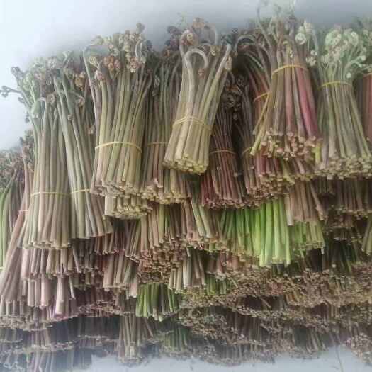 毕节每天20000公斤蕨菜鲜货