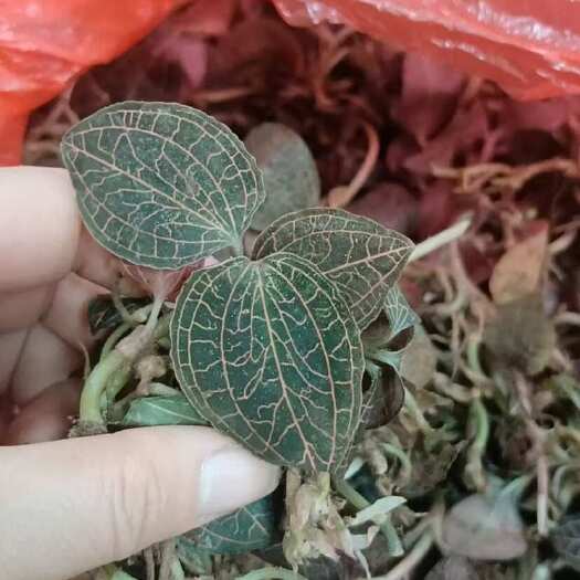 陆河县金线莲