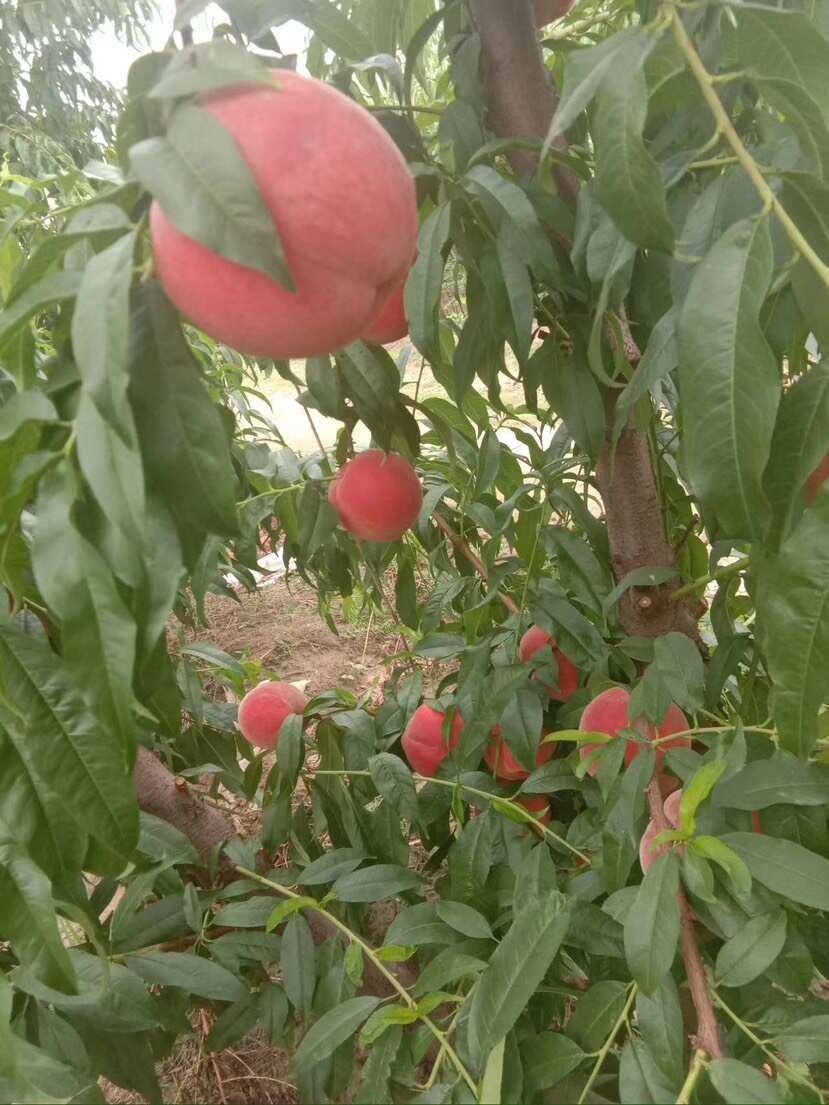 桃树苗  供应一年以上各品种不同规格的桃树苗