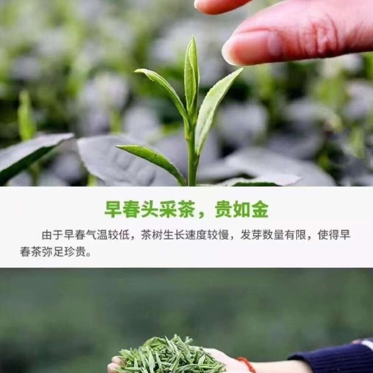 新茶带着春的灵动，喝上一杯，愿你生活活力满满。