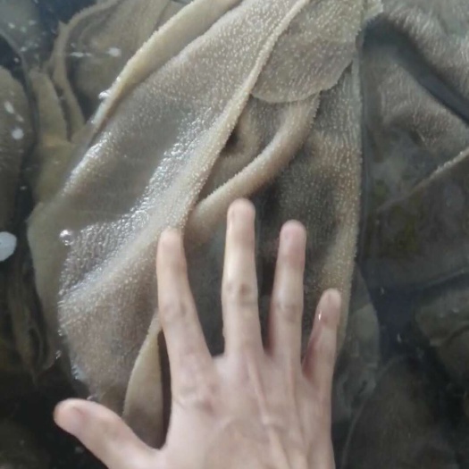 毛肚大叶片小叶片茶色叶片白色叶片爆肚都可以定制加工只做批发