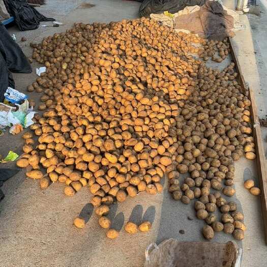 巫溪巫溪县供应优质希森6号土豆种 支持批量采购