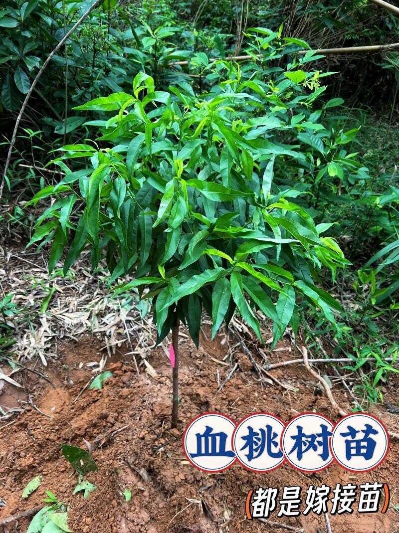 桃树苗  供应一年以上各品种不同规格的桃树苗