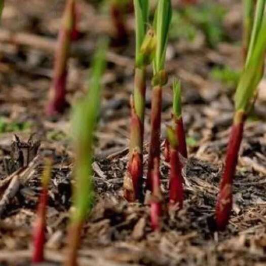 芜湖芜湖江堤现拔现发野生荻柴笋