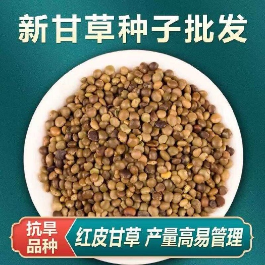 甘草种子 纯新甘草籽发芽率高 95%以上 耐寒耐干旱 好管理