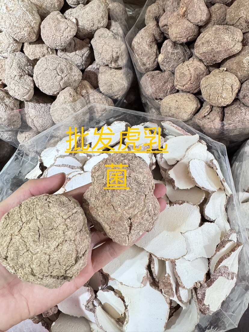 广州虎奶菇又名虎乳菌 一手货源 大量现货6-7头