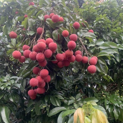广州从化荔枝，各种品种均可预定