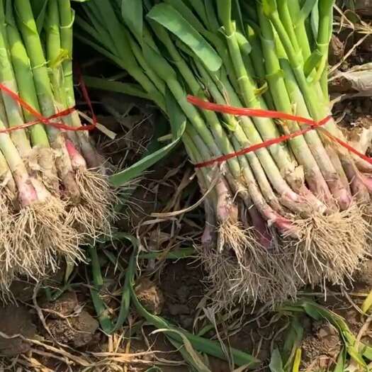 丰县大棚红根蒜苗 基地直发  品质保证  可视频现场看货