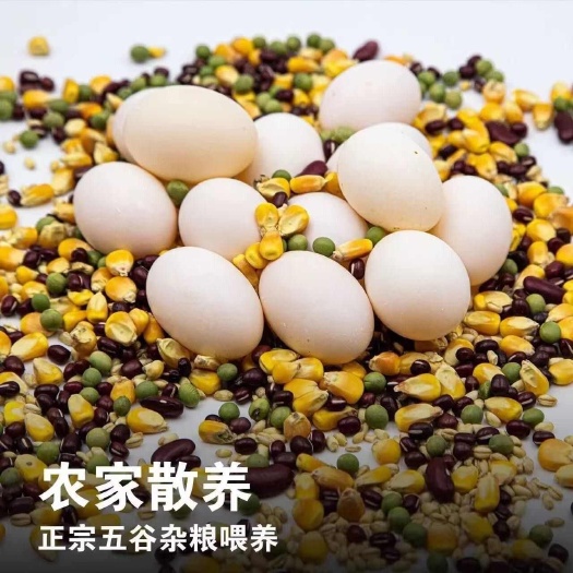 菏泽新鲜鸽子初生鸽蛋草鸽农家五谷杂粮散养儿童宝宝孕妇营养辅食