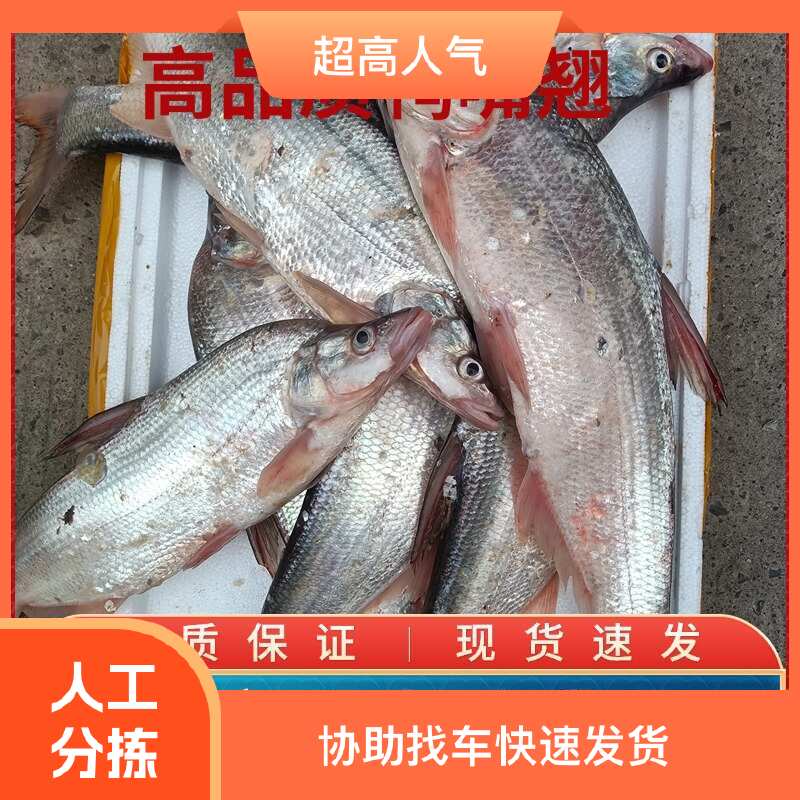 鸭嘴翘,翘嘴(路亚非禁钓区域精品)