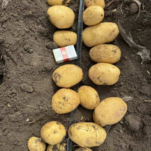 宁安市黑龙江牡丹江宁安黄心土豆新鲜出土口感绵甜适合炒炖煮