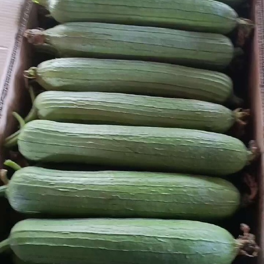 上海油皮丝瓜大量上市