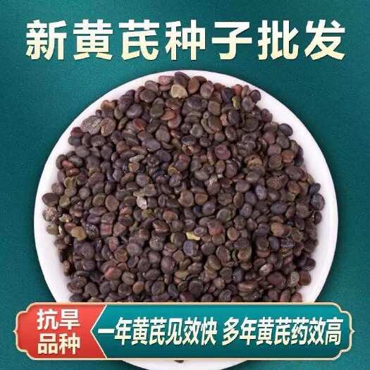 安国市黄芪种子批发 新采黄芪籽 包发芽 适应能力强免费提供技术指导