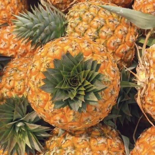 海口【海南芒果凤梨】脆甜多汁芒果香味凤梨海南金钻凤梨现摘现发礼盒