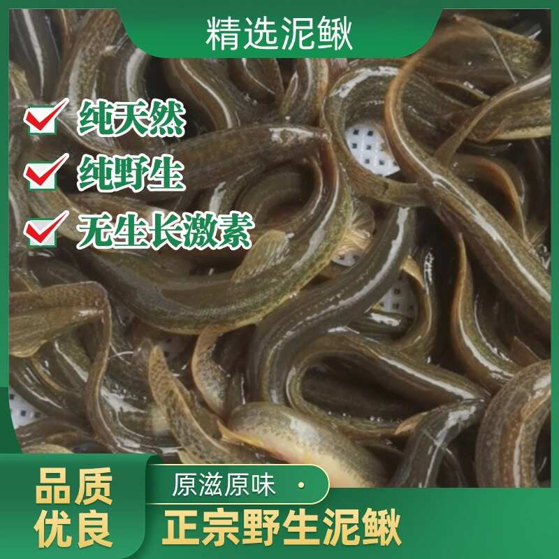 湖南山区土泥鳅（全圆鳅）现捕现发，水产批发零售