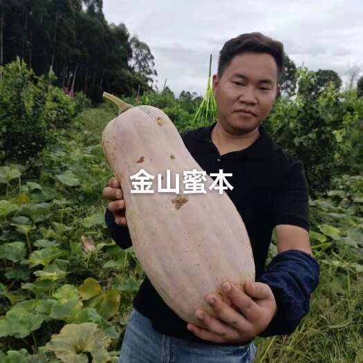 海口蜜本南瓜种子  金山红大果蜜本南瓜，中晚熟，4到8公斤，品
