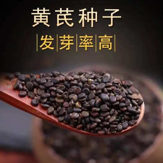 安国市黄芪种子 耐寒耐旱品种 棉黄芪 发芽率高 提供技术指导可回收