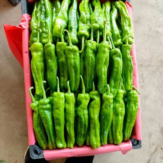 兰陵县山东精品芜湖椒，苏椒，量大从优，代发全国各地