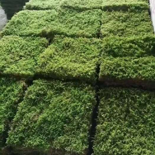 安顺出售成品青苔，大灰，小灰，星星，