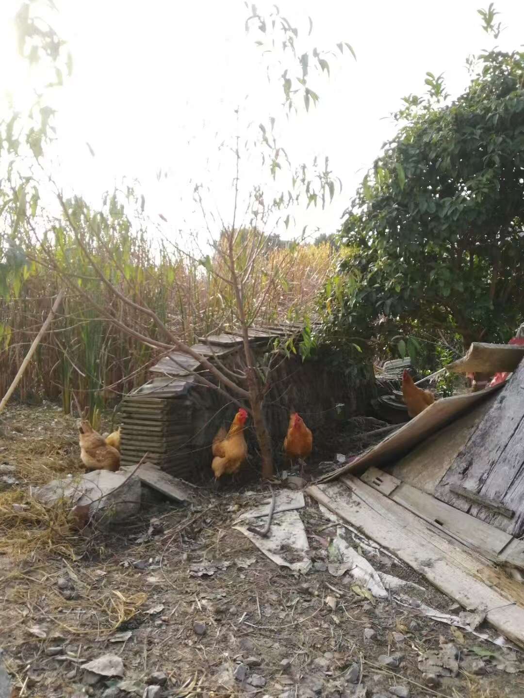 山村散养纯正老品种母鸡，精选土鸡蛋，母鸡孵化，