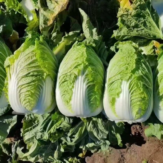 兰陵县黄心大白菜，大量上市，量大从优，千层大锦