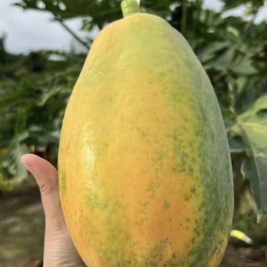 宾阳县红心木瓜新鲜广西当季水果9斤整箱青皮孕妇冰糖心下奶自然熟