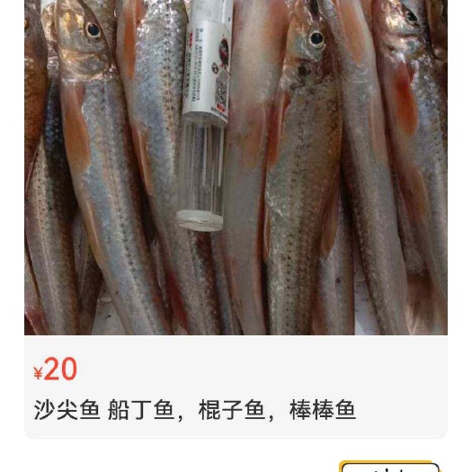 逊克县棍子鱼，船丁鱼