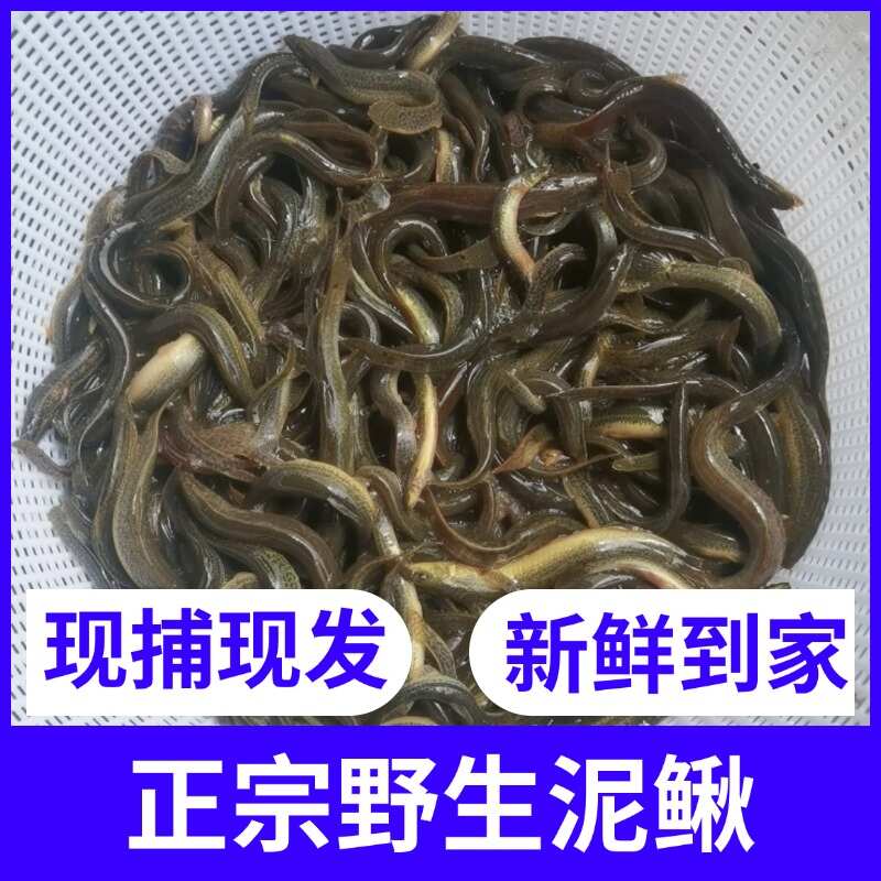 湖南山区土泥鳅（全圆鳅）现捕现发，水产批发零售