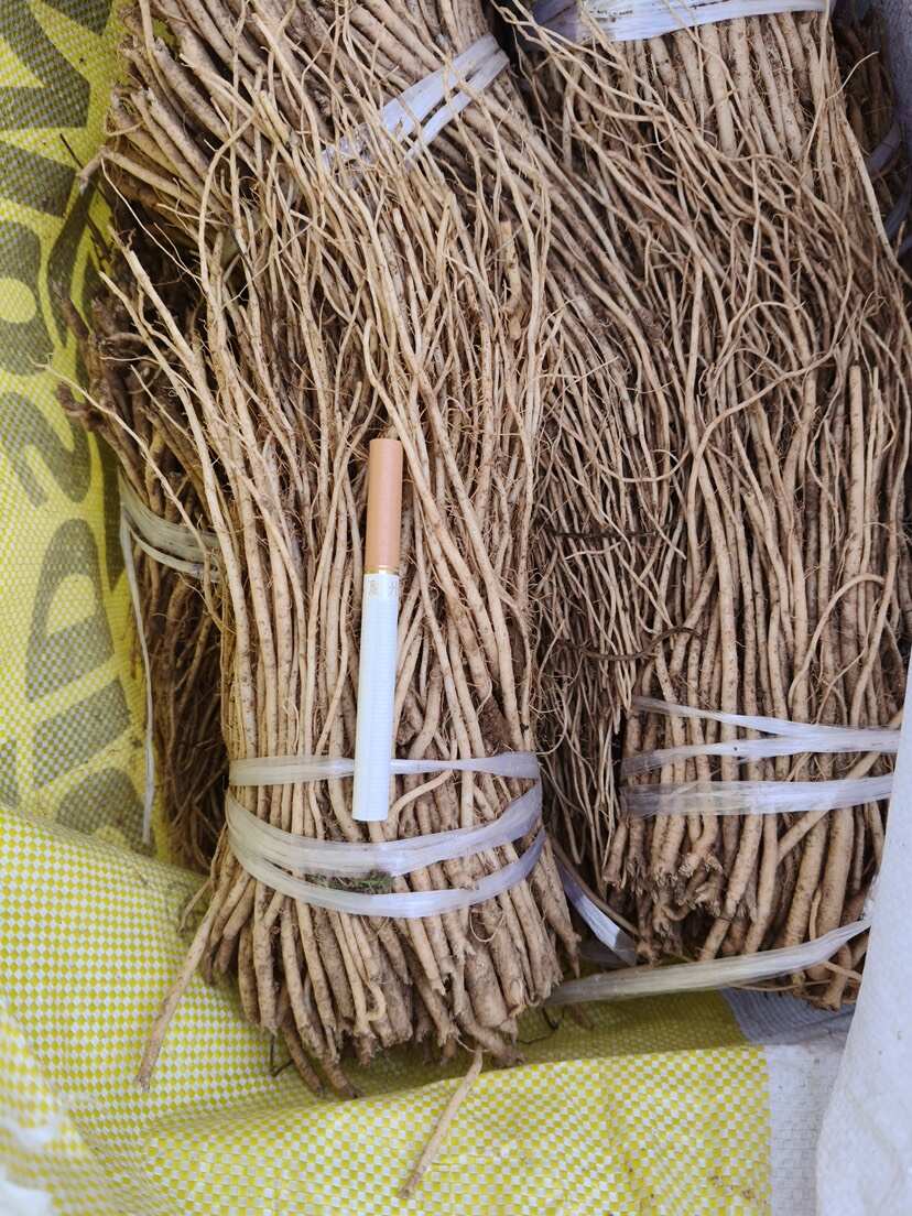 党参种苗小党参苗