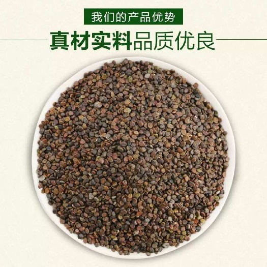 黄芪种子 精选黄芪籽 发芽率高 免费技术指导 可以回收产品