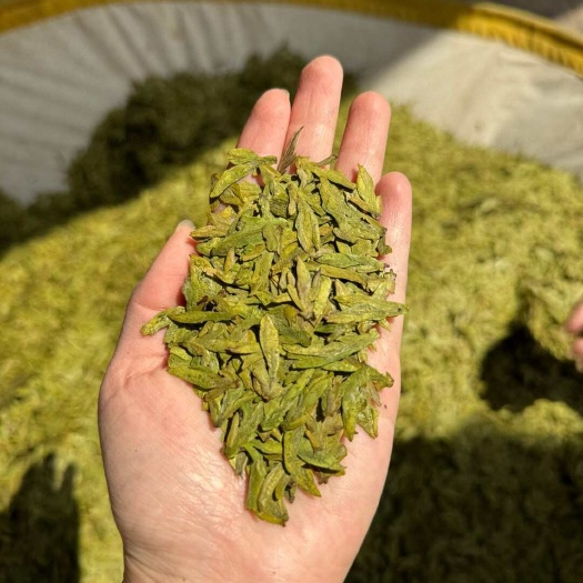 1斤高档明前龙井新茶高山绿茶茶叶浓香型绿茶浓香耐泡