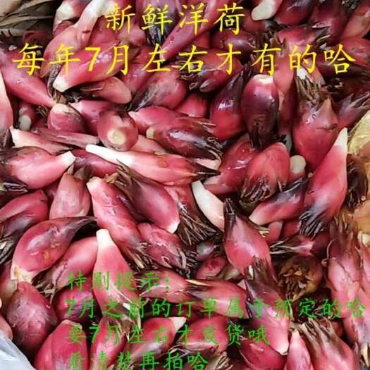 威宁县贵州洋荷季节洋荷需要的提前预订，好吃便宜哦