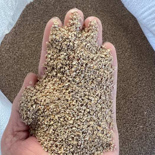 贺兰县沙米（登粟、沙蓬）籽