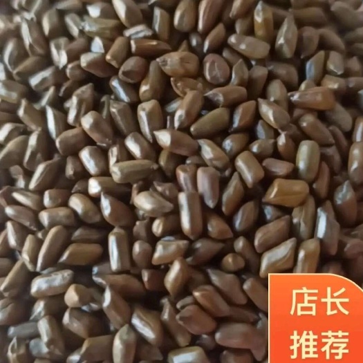 鄄城县决明子 草决明 生炒决明子 可泡茶 量大从优