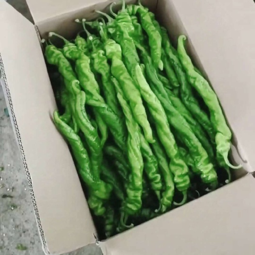 滦南县唐山精品螺丝椒 辣妹子 川椒  产地直发