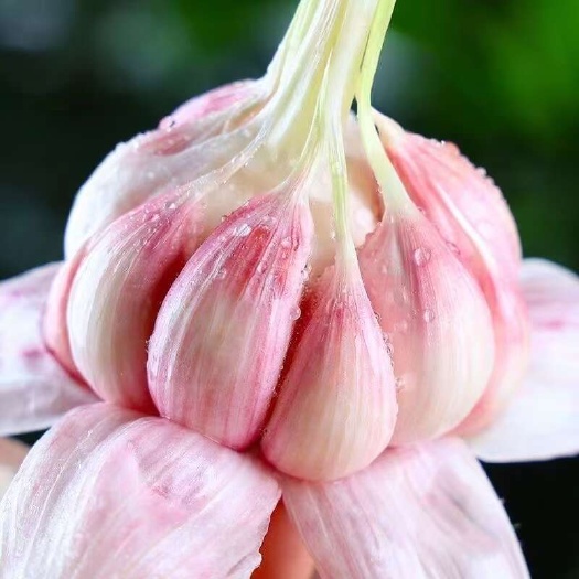 弥渡县云南大理弥渡紫皮蒜新鲜现挖现发 garlic