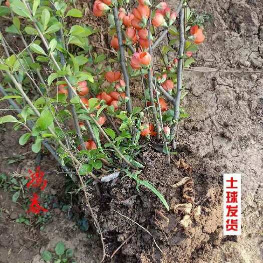 贴梗海棠花海棠苗庭院阳台耐寒耐晒好养盆栽绿植铁梗海棠地栽
