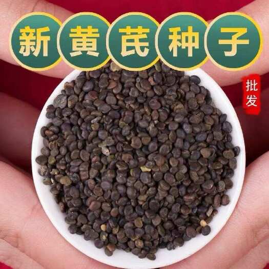 安国市纯新黄芪种子 包发芽 免费提供技术 种植简单好管理适应能力强