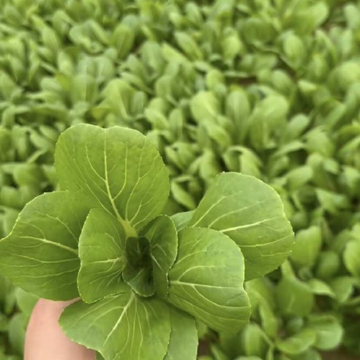 鄄城县精品上海青油菜 奶白菜