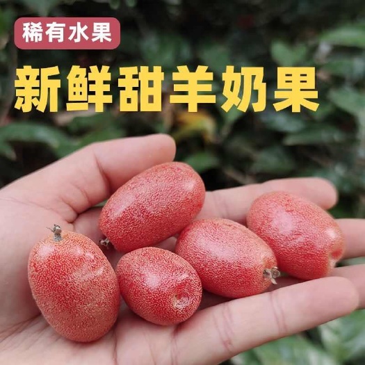 云南保山新鲜羊奶果现摘现发腾冲直供