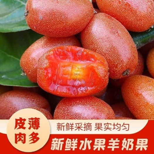 腾冲市云南腾冲新鲜羊奶果现摘现发当季浆果批发零售