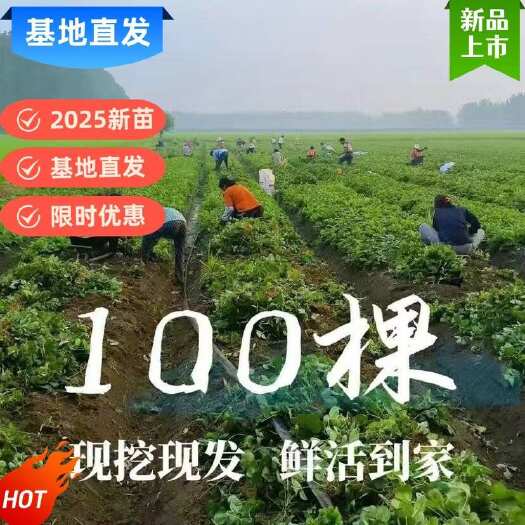 沭阳县2025新种苗现挖对版红颜奶油草莓基地直供支持批发大果