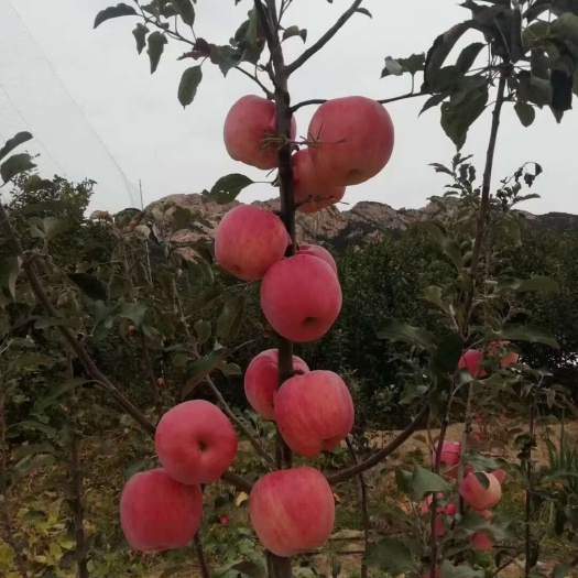 泰安火箭果苹果苗乐淇苹果苗适合全国种植结果早脆甜多汁