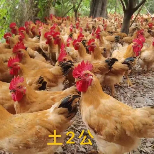 衡南县土鸡苗 大土二小土二鸡苗 黄土二鸡苗公苗母苗可鉴别
