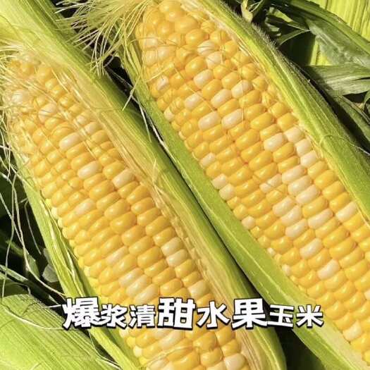 昆明【新鲜采摘】新鲜带壳水果玉米苞谷玉米棒子孕妇粗粮代餐