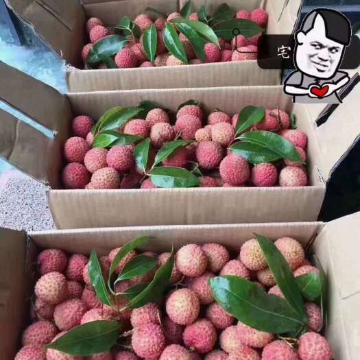 鹤山市广东江门鹤山直发新鲜桂味荔枝现摘现发口感清甜核小肉厚果香浓郁